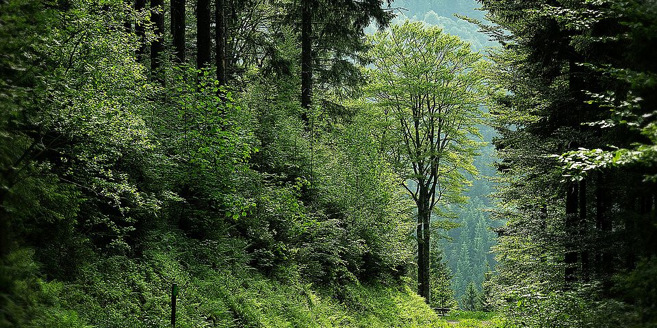 forest mali maeder