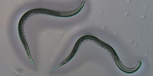 Entomopathogenic nematodes, Fadenwurm Uni Bern, Bild Anouk Guyer