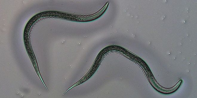 Entomopathogenic nematodes, Fadenwurm Uni Bern, Bild Anouk Guyer