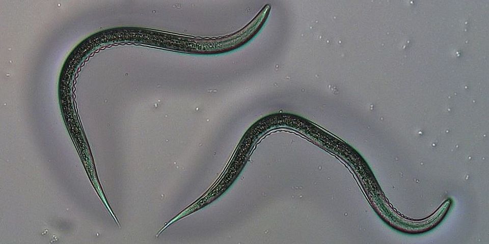 Entomopathogenic nematodes, Fadenwurm Uni Bern, Bild Anouk Guyer