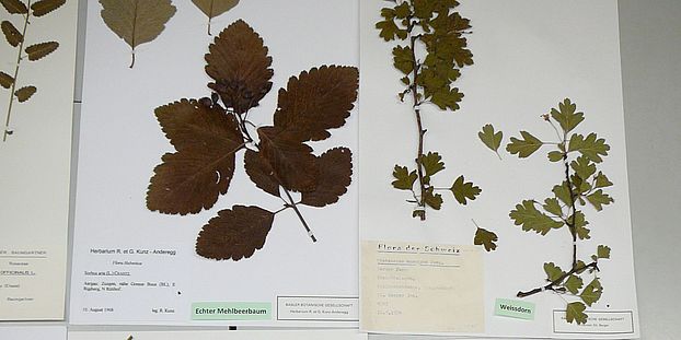 Herbarium specimens BasBG