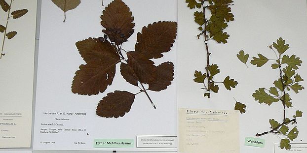 Herbarium image