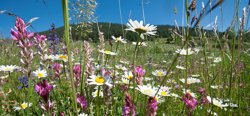 Wiese in Sent GR, Gabriela Braendle, Agroscope