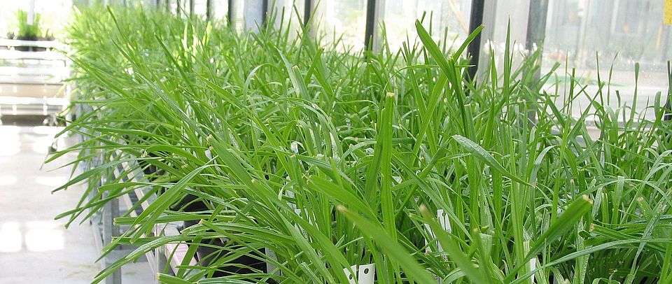 Lolium multiflorum ryegrass