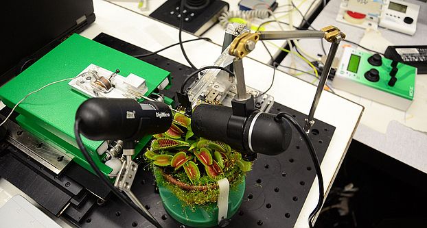 Experimental set-up with Venus flytrap, two cameras, microrobotic system, and load cell. (Image: Hannes Vogler, UZH) 