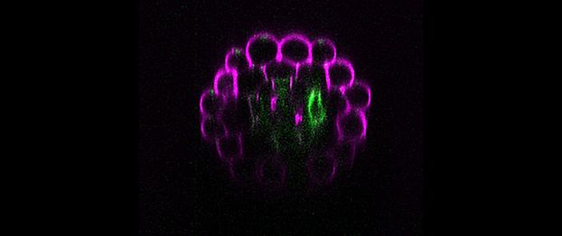 Live imaging in root section