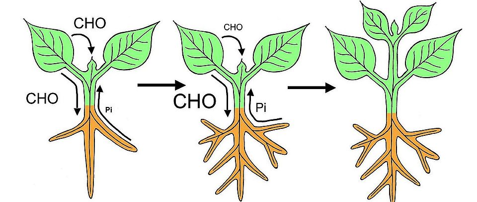 quantitative Plant growth model