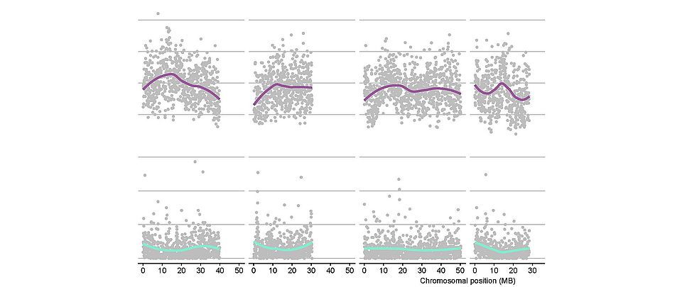 genome parisod