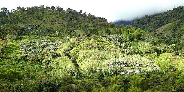 green landscape