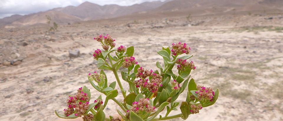 Cistanthe celosioides (Montiaceae) after an El Nino event in the Atacama desert in Peru
