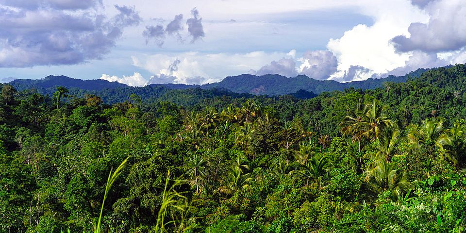 View of mature forest and mountains, Morobe Province, Papua New Guinea. Image: Zacky Ezedin
