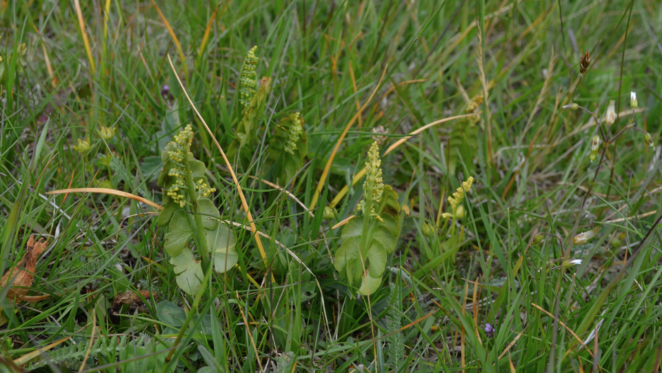 botrychium lunaria in swiss alps