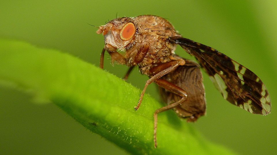 Eurosta Fly on Solidago