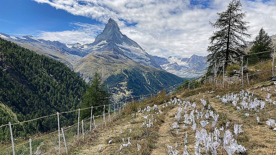 Field site above Zermatt