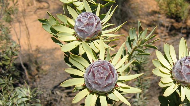 Leucadendron Namibia
