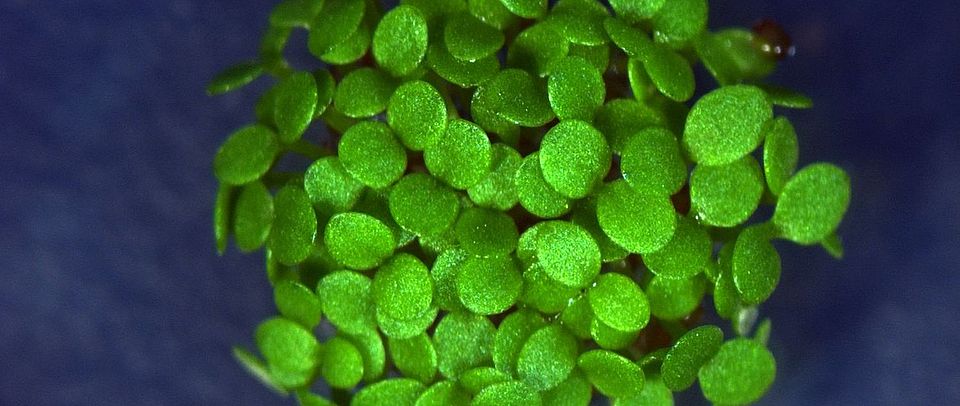 Arabidopsis thaliana seedlings