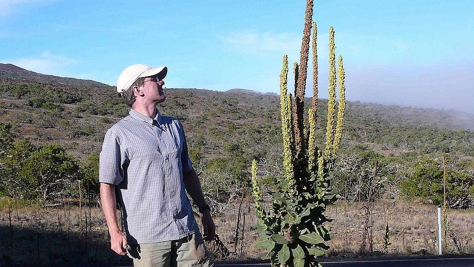 Verbascum thapsum maunakea