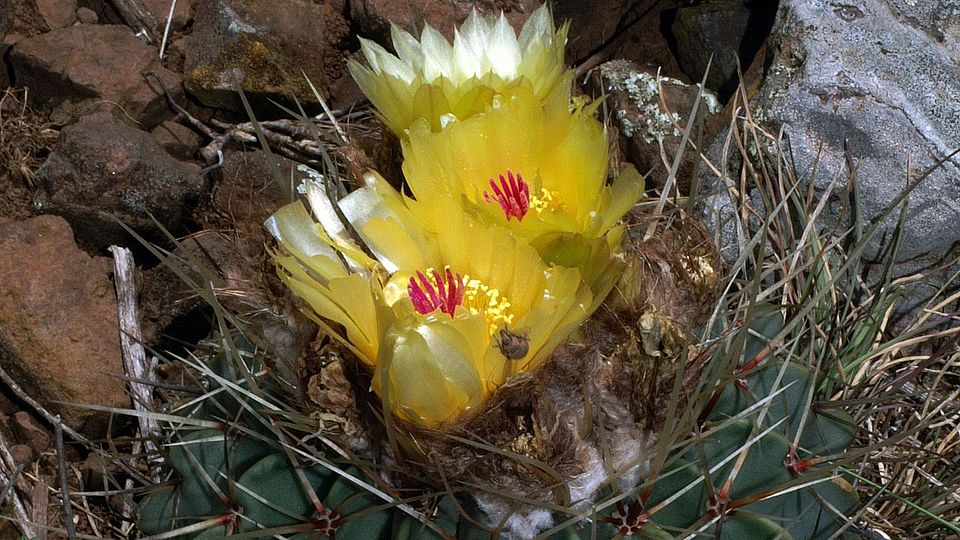 Parodia buiningii ©Reto Nyffeler