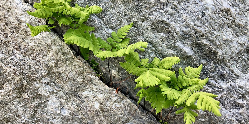 fern