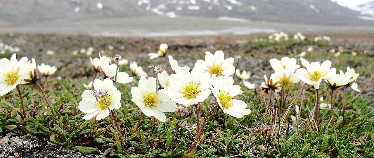 Dryas octopetala in the Arctic Archipelago Svalbard. Sabine Rumpf Univ Basel