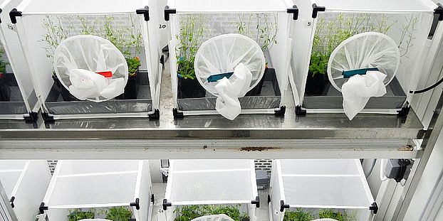 Study setup with the experimental ecosystems. Image: Matt Barbour