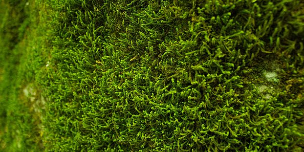 Moss, photo by Martinus from Pexels