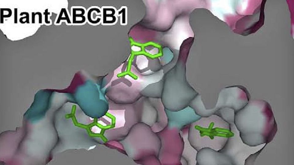 ABCB type auxin transporter