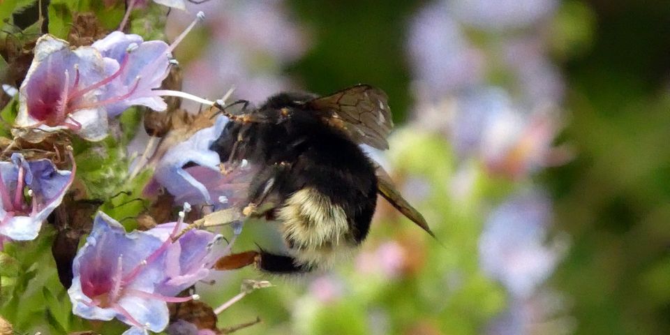 Pollination