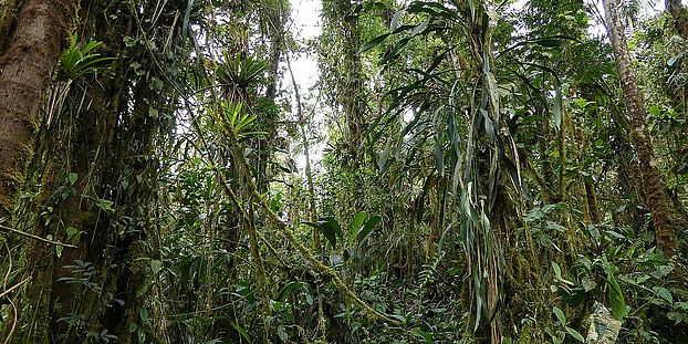 cloud forest ecuador