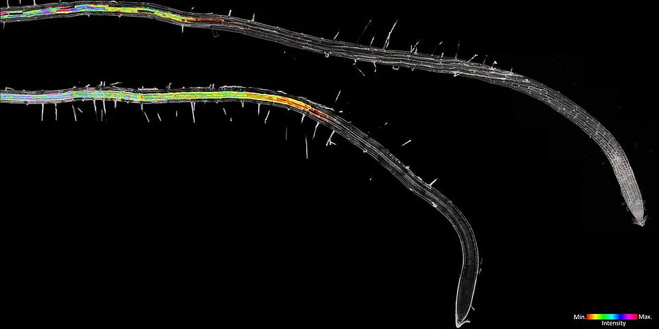 Visualization of suberin (induced toward the bottom root tip) in Arabidopsis thaliana with an intensity-stained gradient. Marie Barberon UniGe