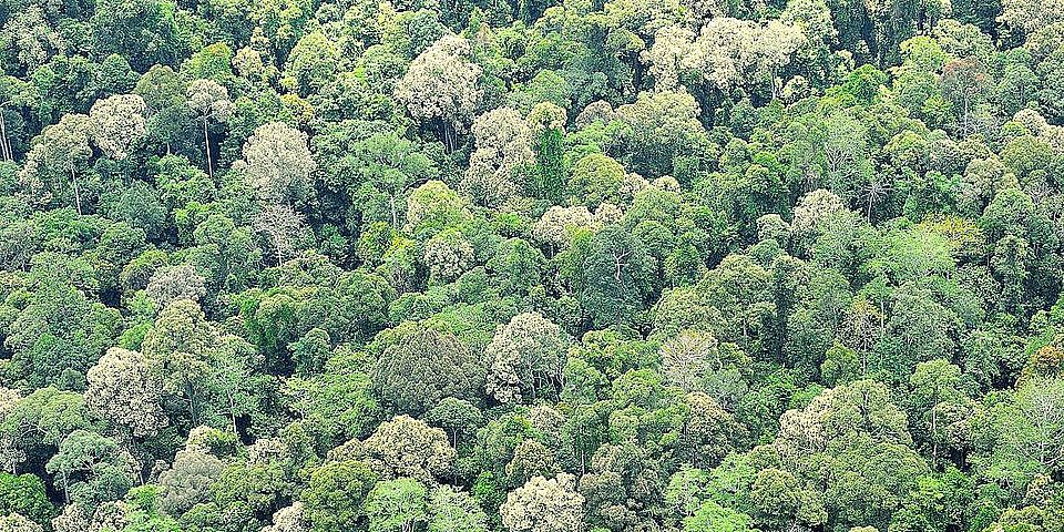 Sabah Forest Canopy 2 Chien Lee SEARPP