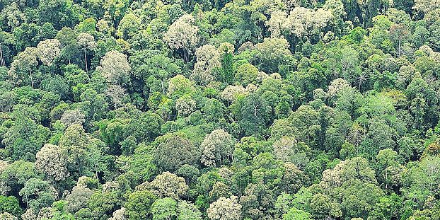 Sabah Forest Canopy 2 Chien Lee SEARPP