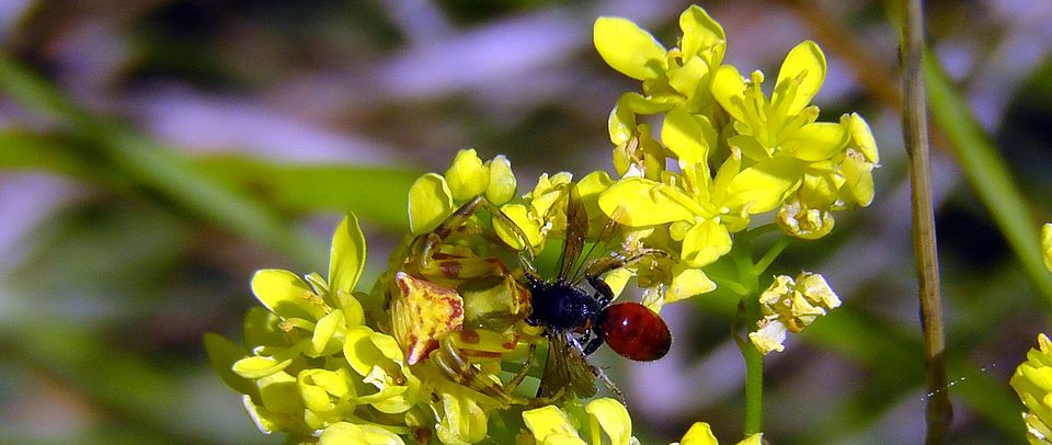 Biscutella with crab spider Schiestl UZH