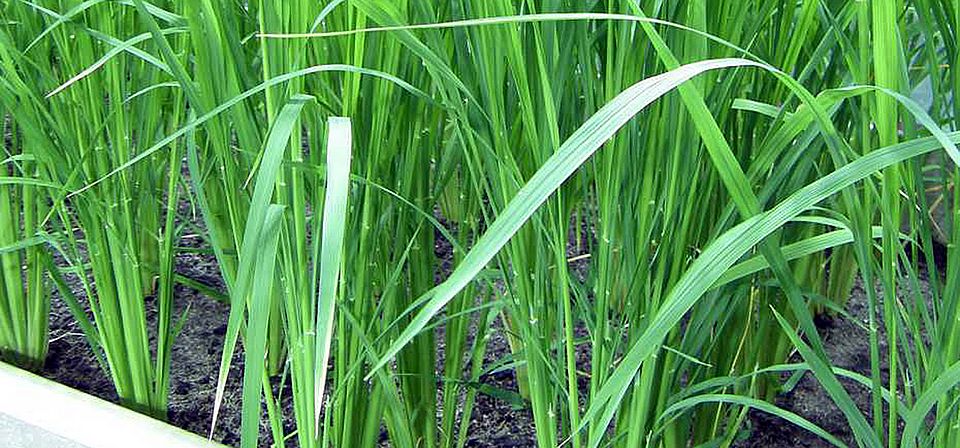 rice image: Navreet Bhullar ETH Zurich