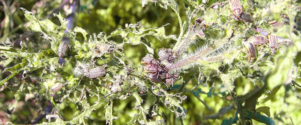 Damage of Ophraella beetles on Ambrosia plant