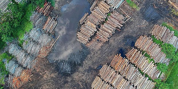 Deforestation Photo by Pok Rie from Pexels