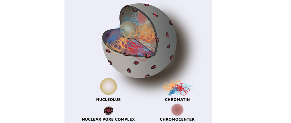 Cartoon representation of a cell nucleus Stefan Grob