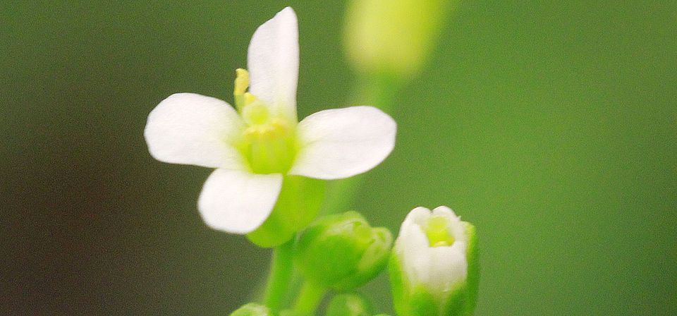 Flowers of Arabidopsis thaliana, the plant used as a model to study the effect of UV-B rays on the induction of flowering