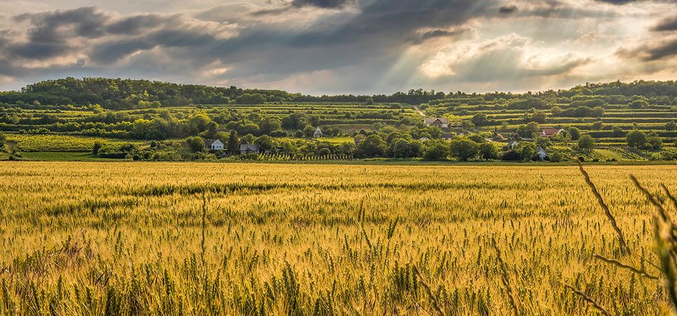 agriculture cereals