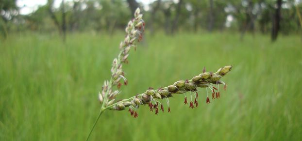 Gene transfer Alloteropsis semialata Zambia © PA Christin, LT Dunning