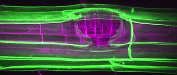 A newly-formed lateral root (magenta) emerges through the endodermis (green). Joop Vermeer