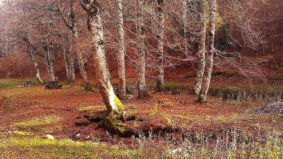 shedding forest