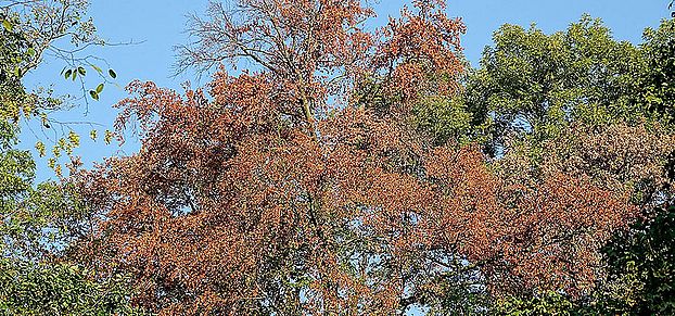 Baum im Hitzesommer ©UrsWeber