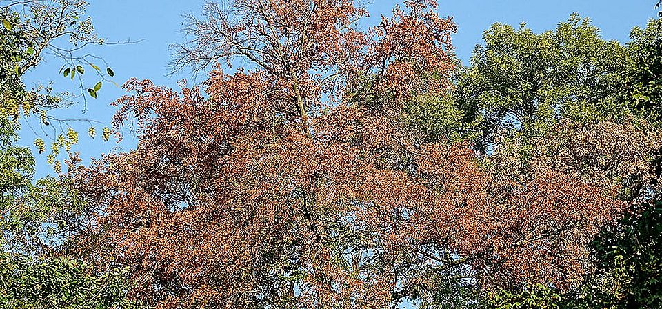 Baum im Hitzesommer ©UrsWeber