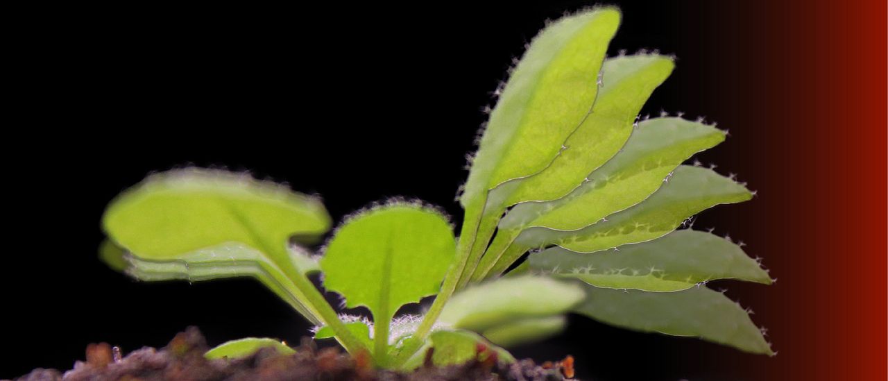 rosette Arabidopsis thaliana