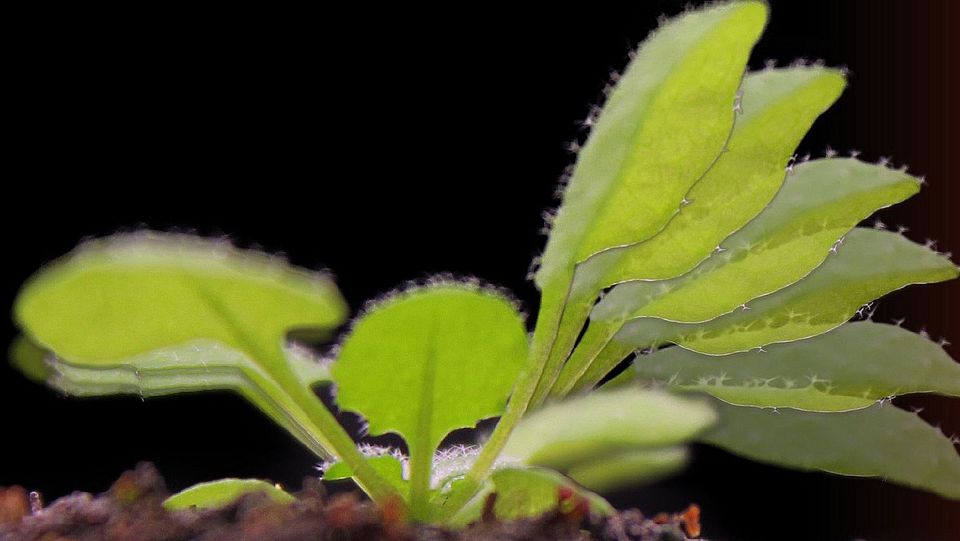 rosette of Arabidopsis