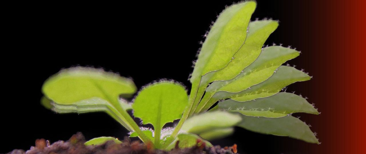 rosette Arabidopsis thaliana