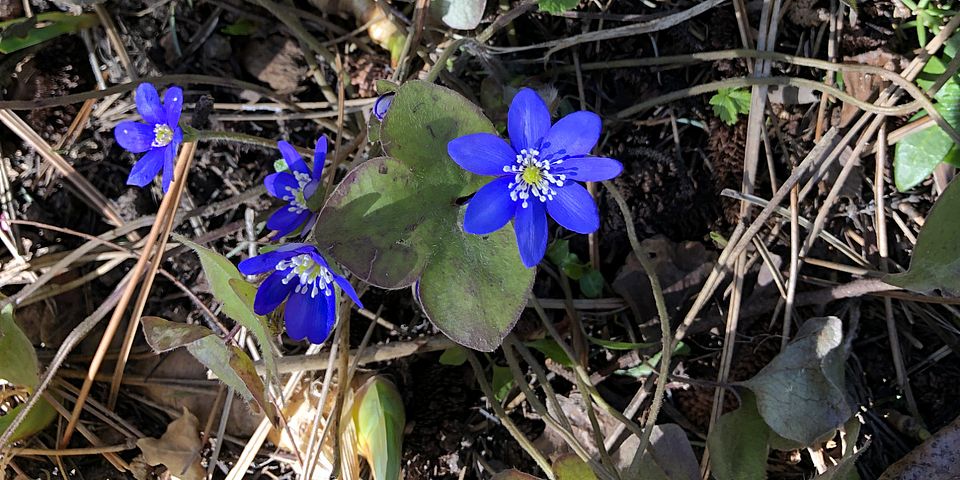 Hepatica nobilis