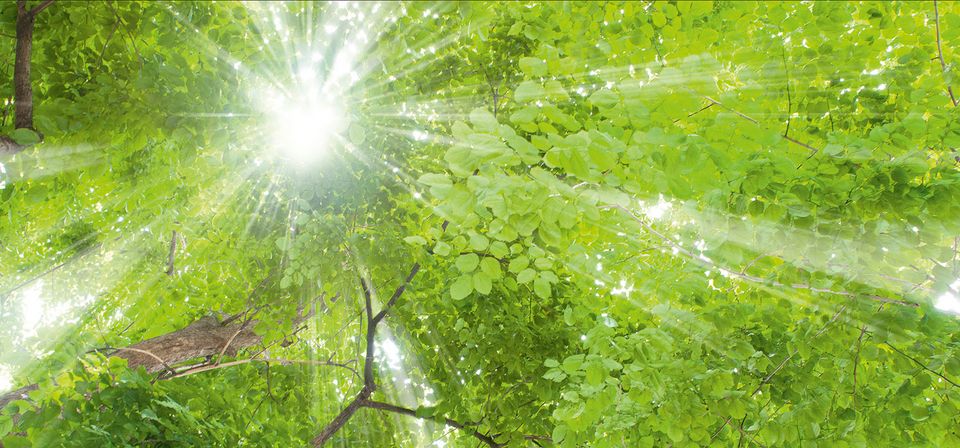 Sun through trees plant day 2019