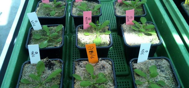 Due to epigenetic variation, the selected Arabidopsis plants flower later – recognizable by the shorter flower stems compared to the original population. (Image: UZH) Due to epigenetic variation, the selected Arabidopsis plants flower later – recognizable by the shorter flower stems compared to the original population. (Image: UZH)